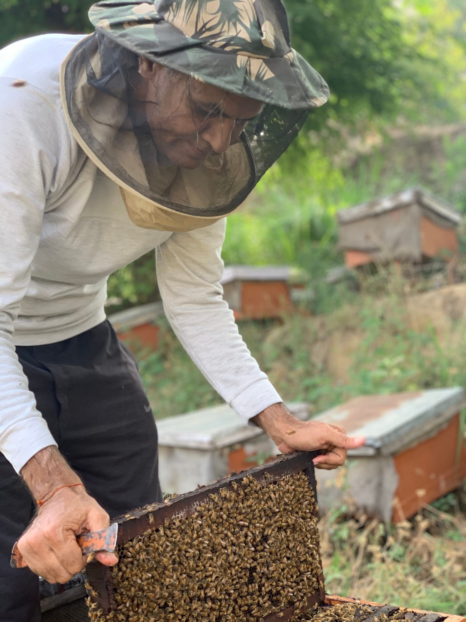 Jagpal Singh inspecting beehives in his farm