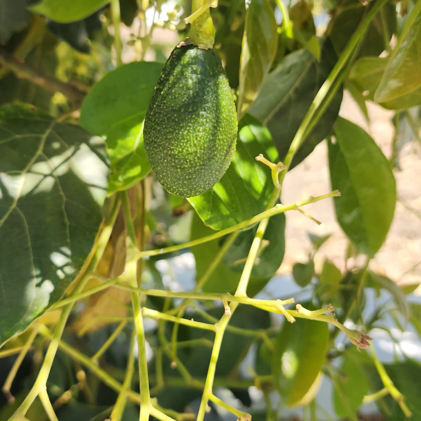 Packaged avocados being delivered to local gourmet stores