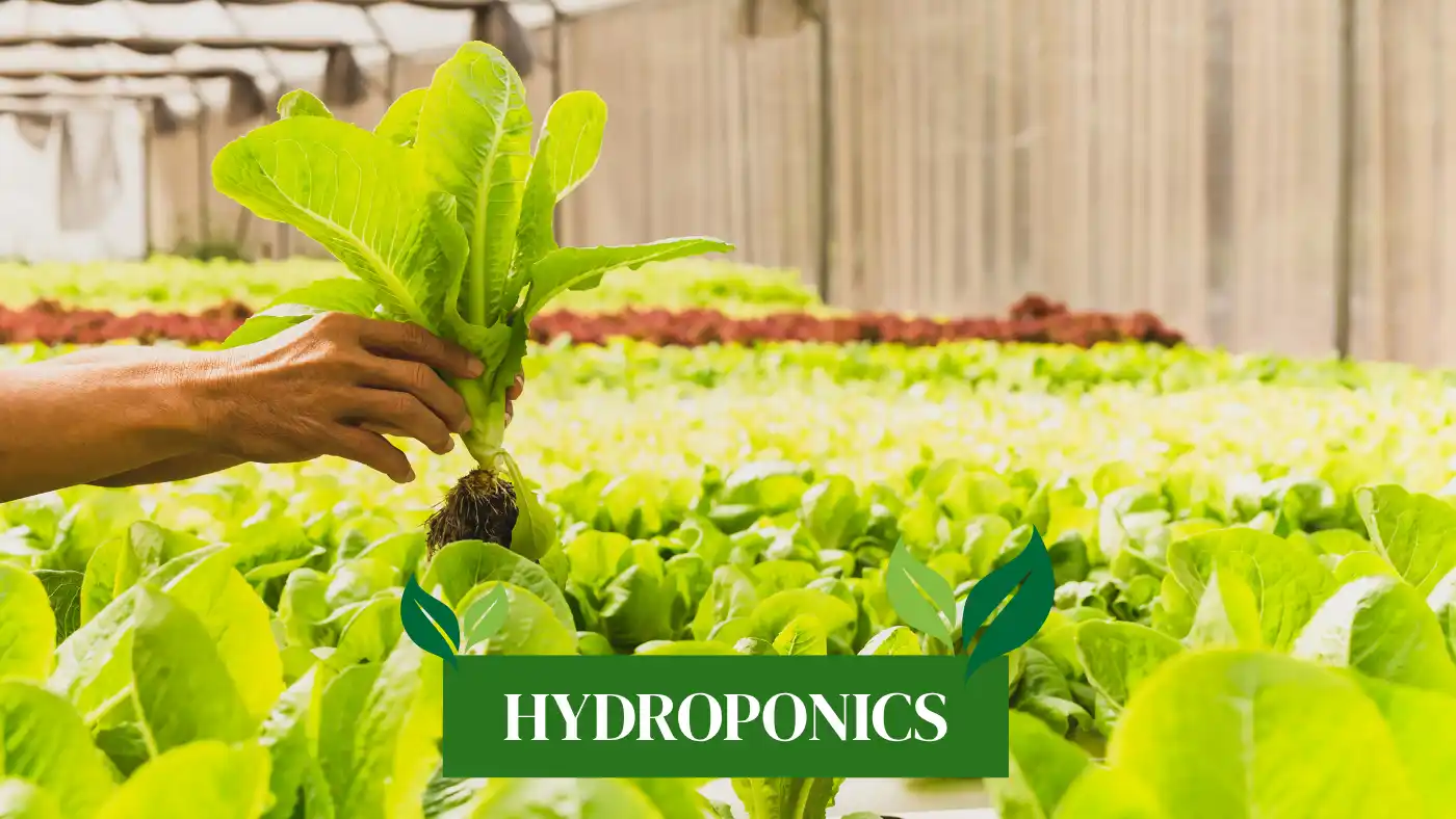 Hydroponic Farming India